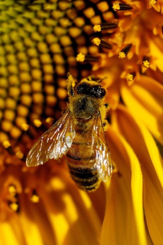 Обои Bee On Sunflower 320x480