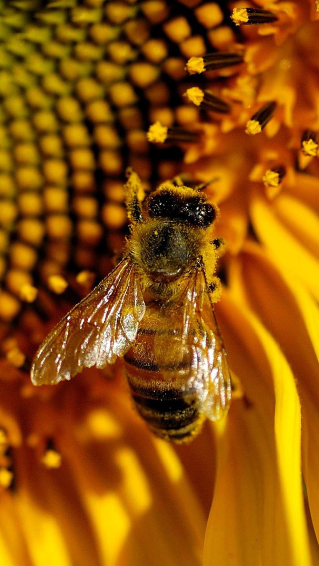 Bee On Sunflower wallpaper 640x1136