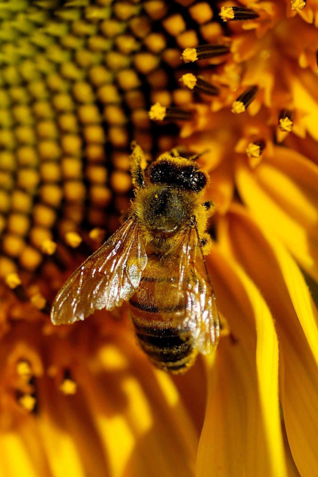 Bee On Sunflower wallpaper 640x960
