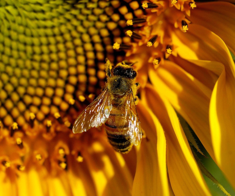 Обои Bee On Sunflower 960x800