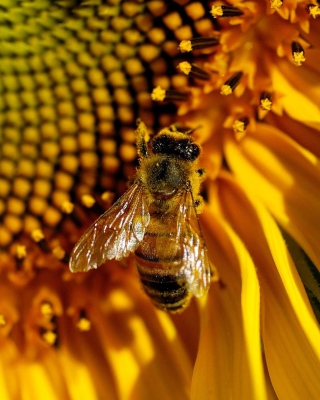 Bee On Sunflower Picture for Nokia Asha 305