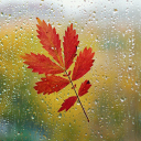 Das Red Autumn Leaf Wallpaper 128x128