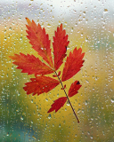 Red Autumn Leaf screenshot #1 128x160