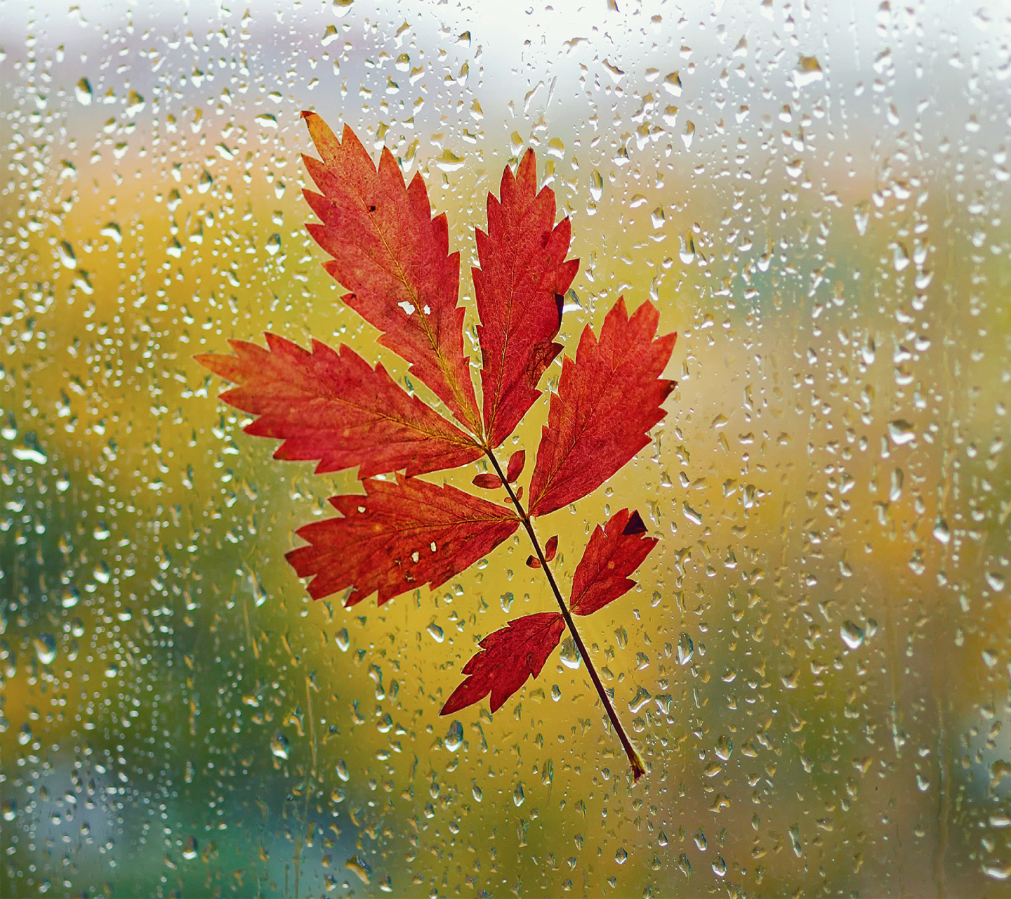 Screenshot №1 pro téma Red Autumn Leaf 1440x1280