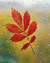Das Red Autumn Leaf Wallpaper 176x220