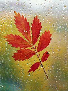 Das Red Autumn Leaf Wallpaper 240x320