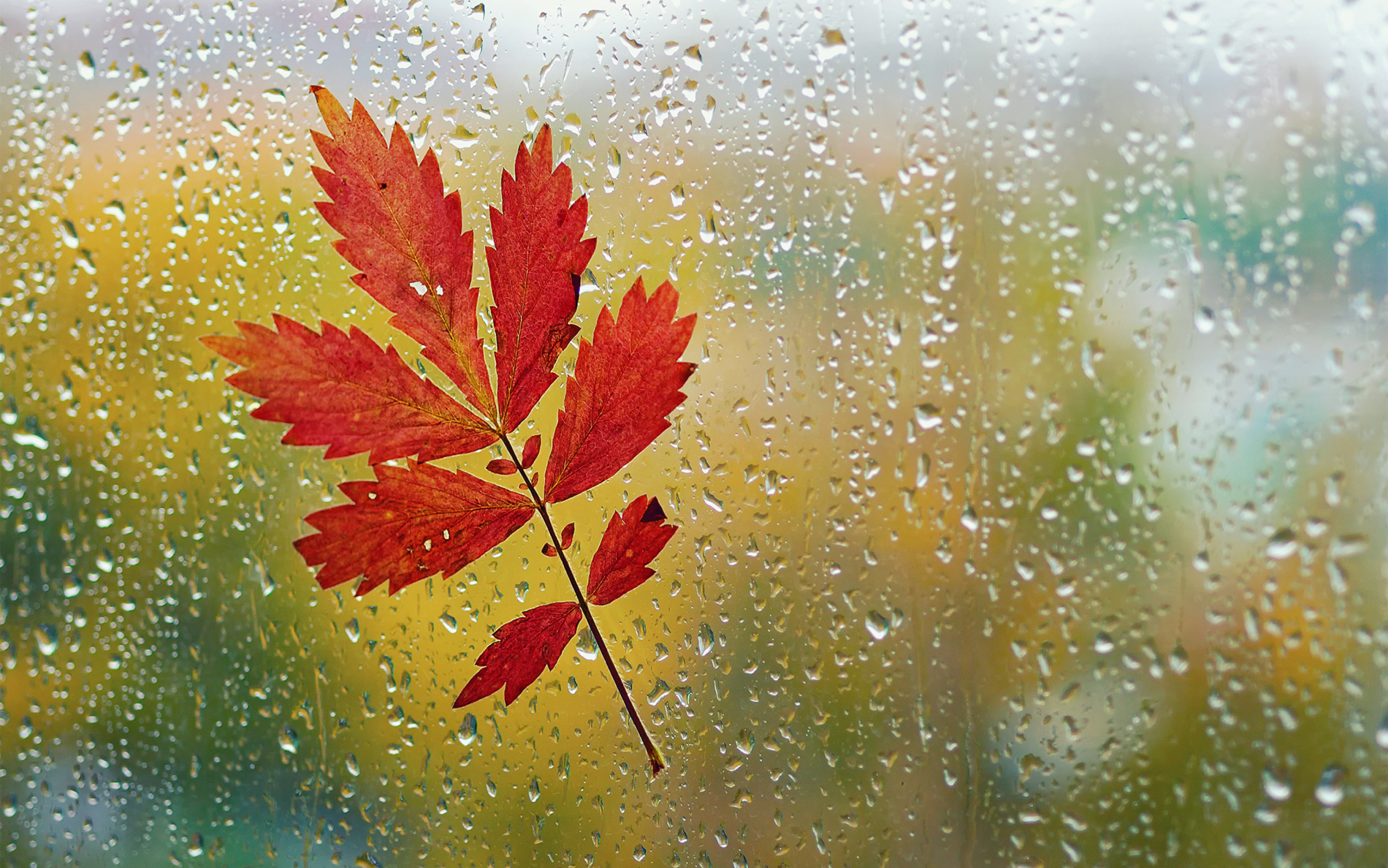 Das Red Autumn Leaf Wallpaper 2560x1600