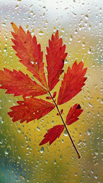 Das Red Autumn Leaf Wallpaper 360x640