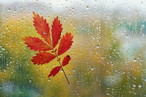 Fondo de pantalla Red Autumn Leaf 480x320