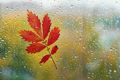 Обои Red Autumn Leaf 480x320