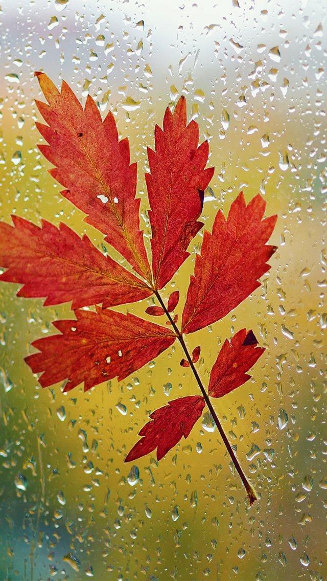 Das Red Autumn Leaf Wallpaper 640x1136