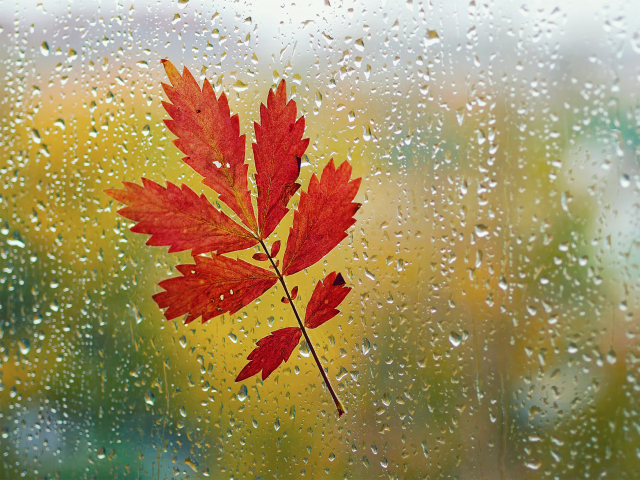 Red Autumn Leaf wallpaper 640x480