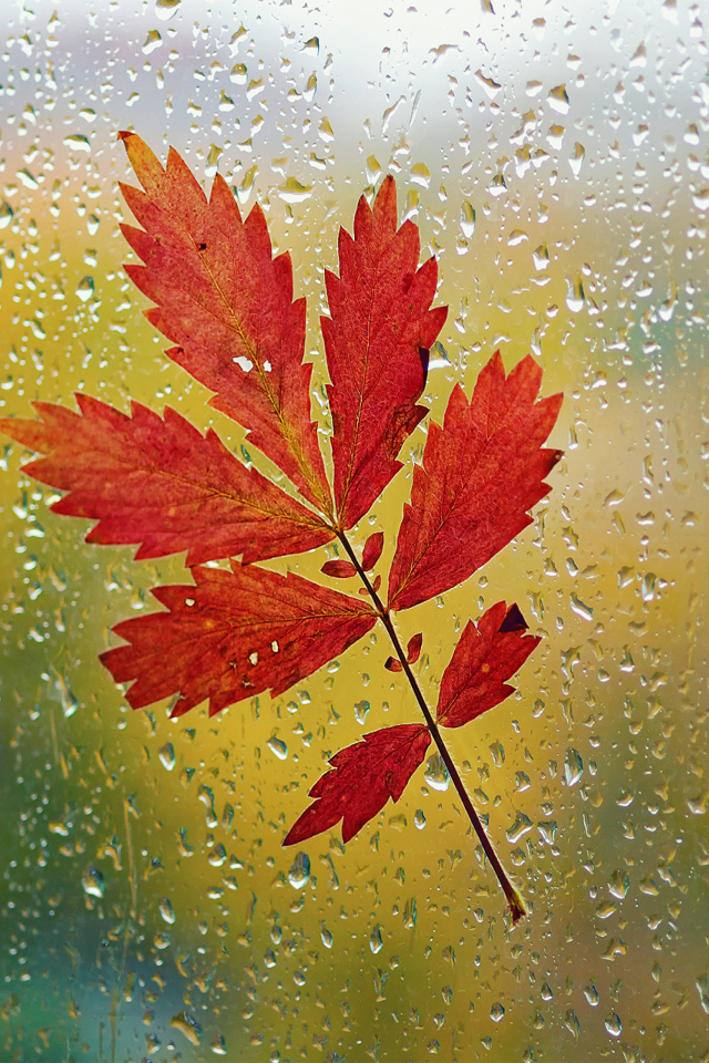 Red Autumn Leaf wallpaper 640x960