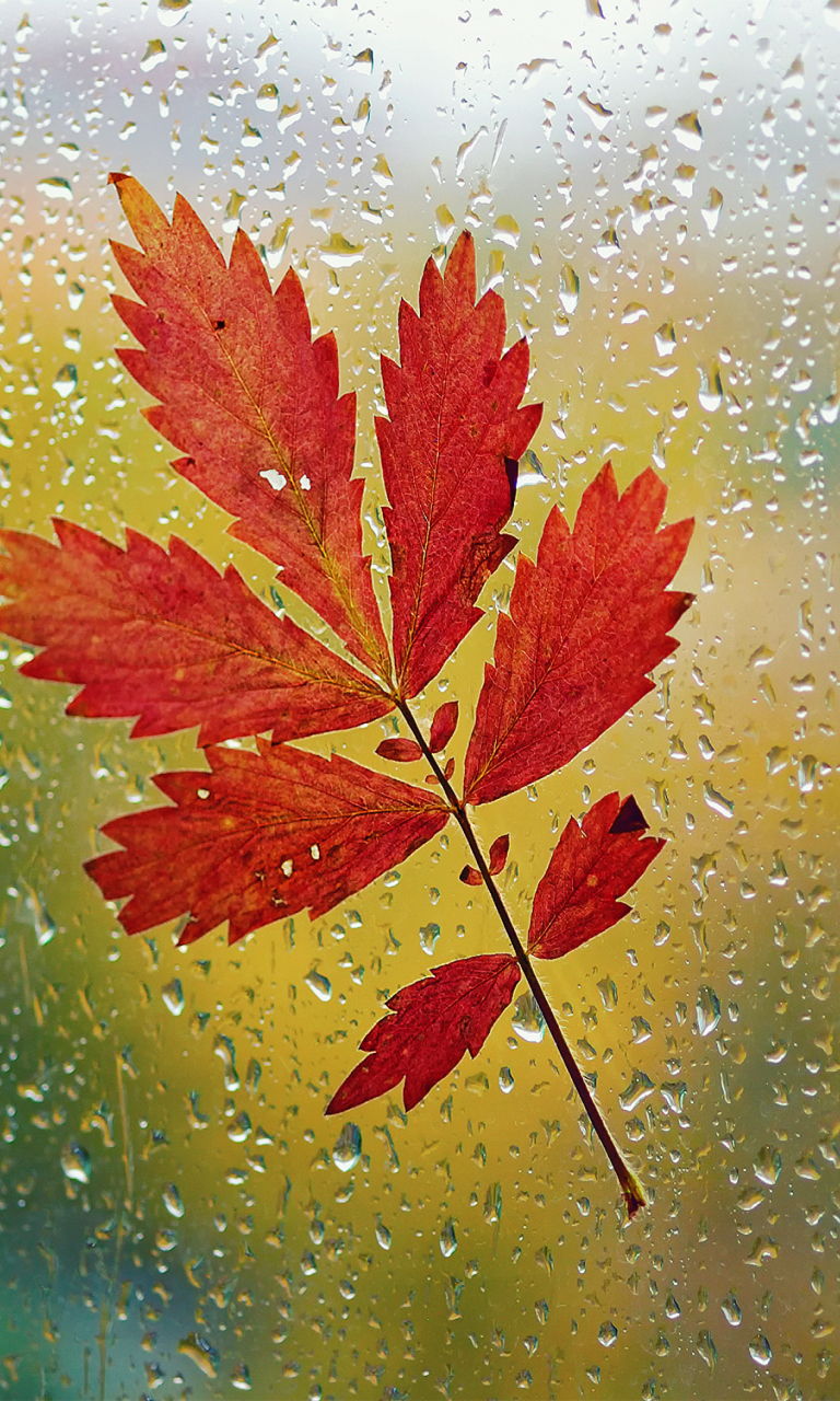 Обои Red Autumn Leaf 768x1280