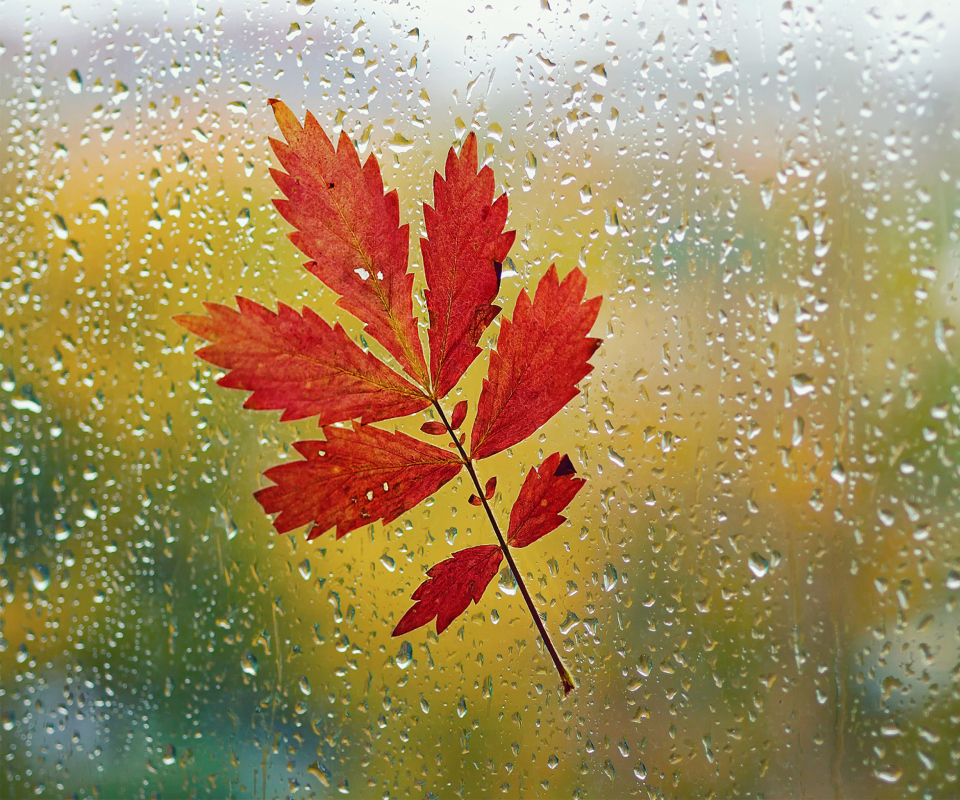 Das Red Autumn Leaf Wallpaper 960x800