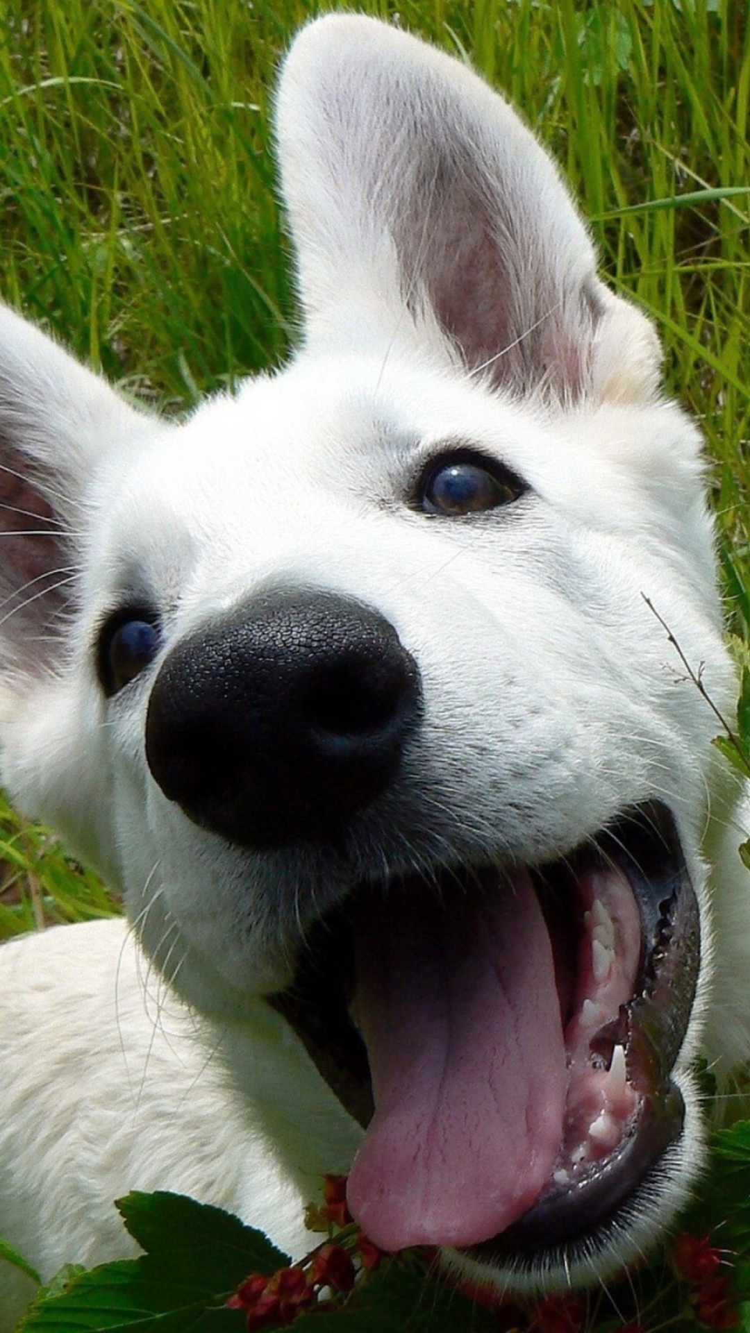 White Dog wallpaper 1080x1920