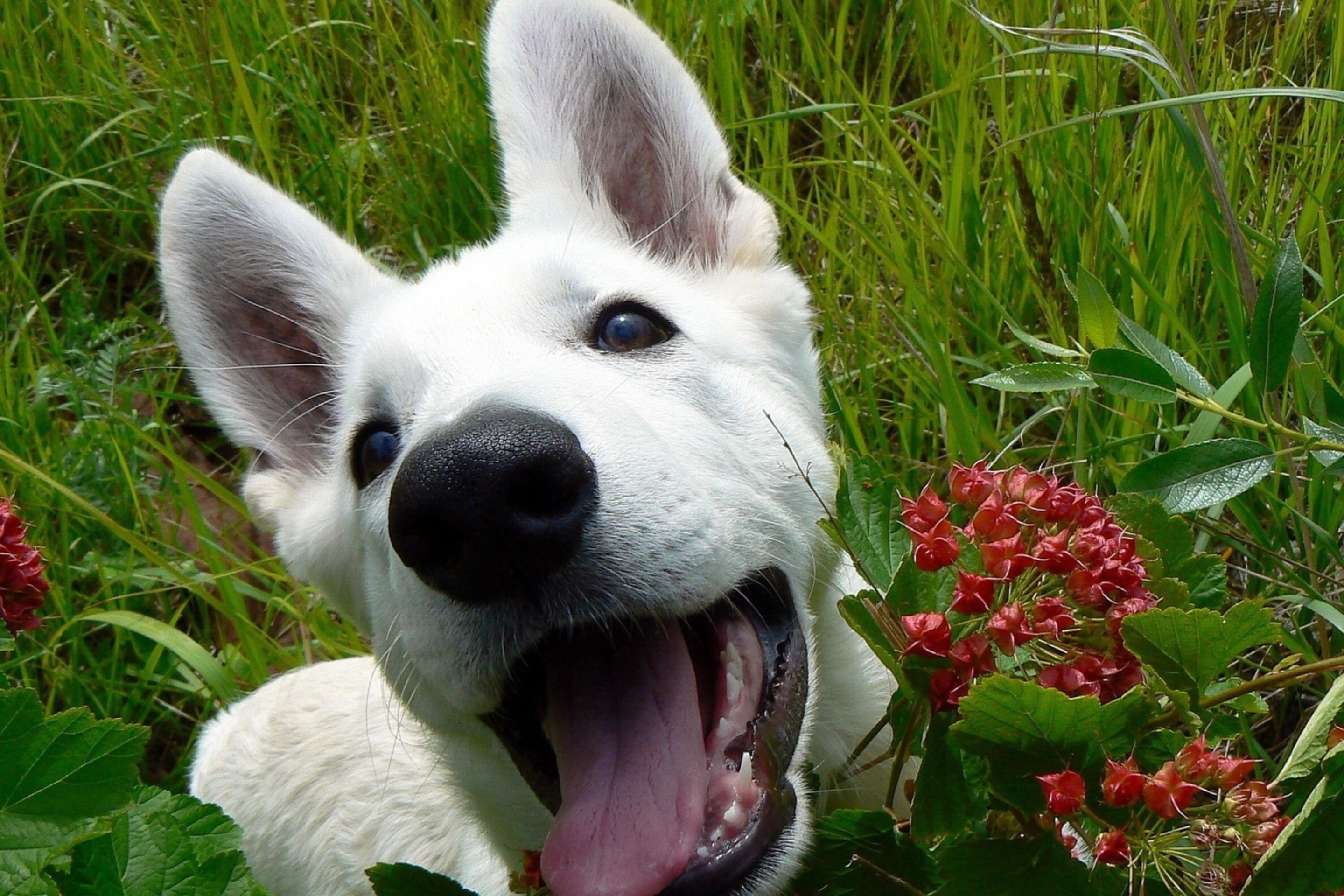 White Dog wallpaper 2880x1920