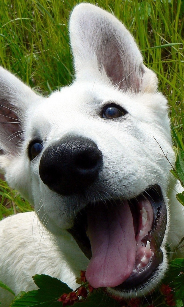 White Dog wallpaper 768x1280