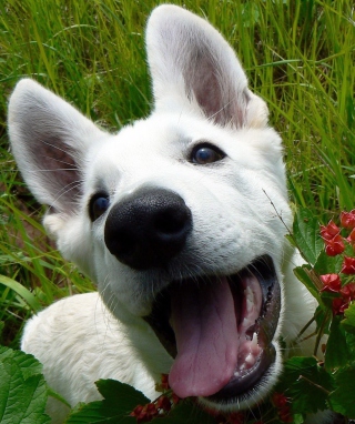 White Dog sfondi gratuiti per iPhone 4S