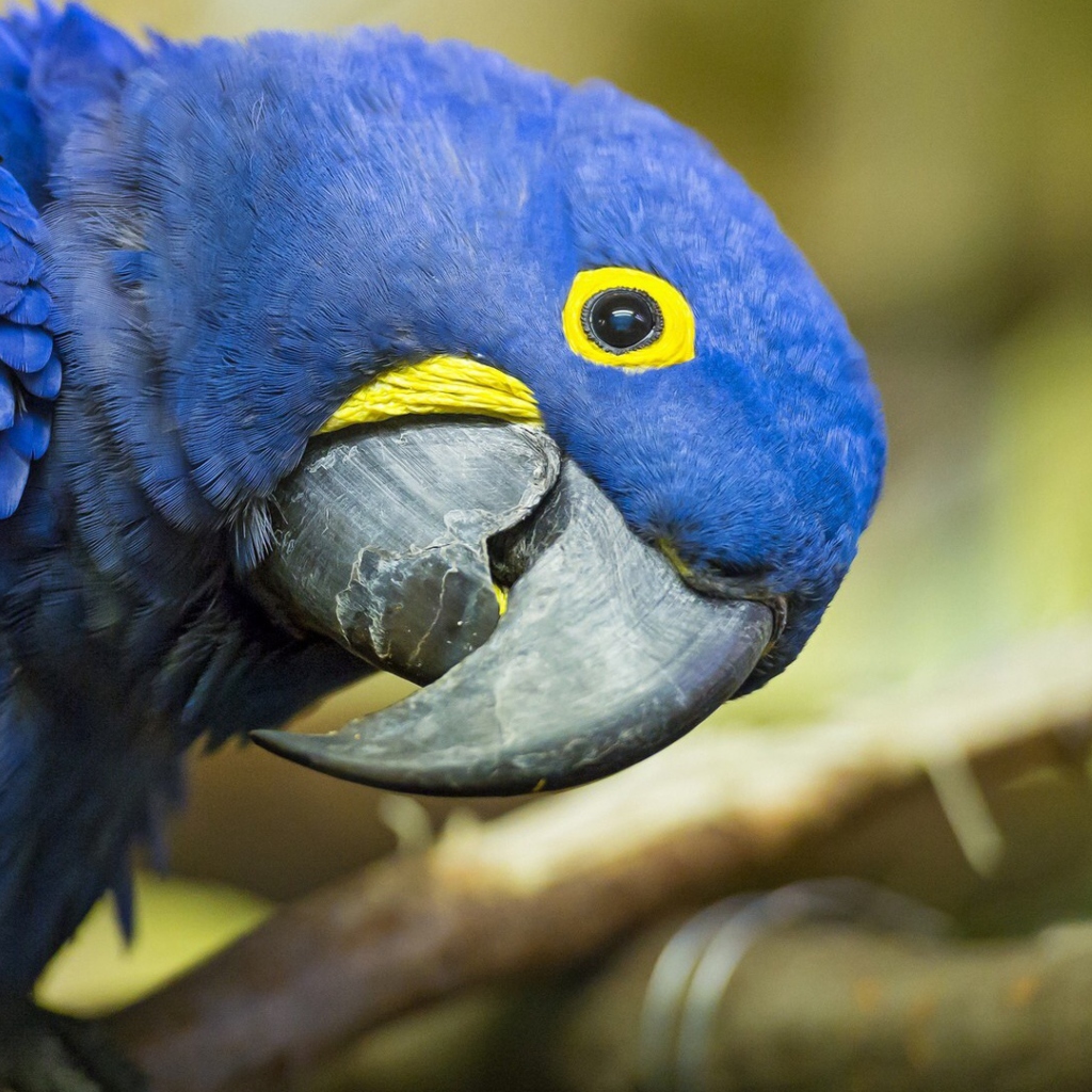 Hyacinth Macaw screenshot #1 1024x1024