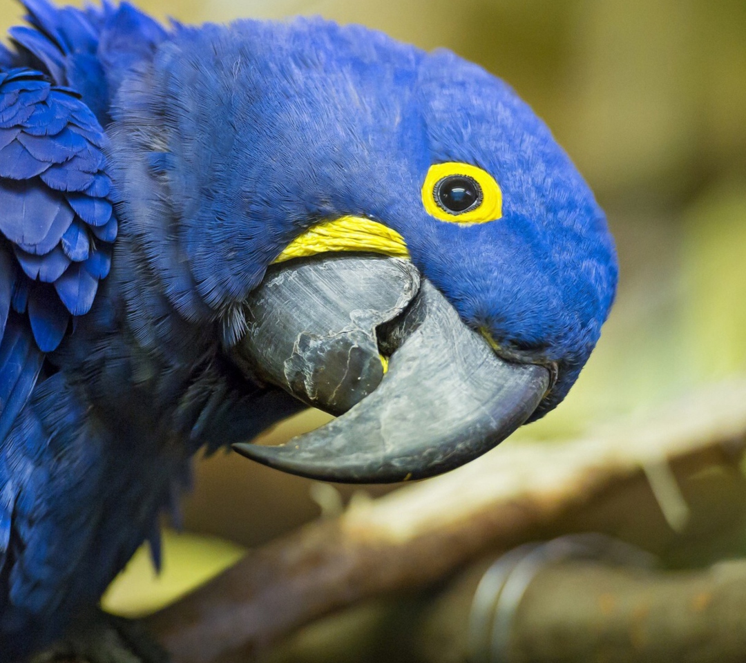 Fondo de pantalla Hyacinth Macaw 1080x960