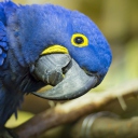 Hyacinth Macaw screenshot #1 128x128