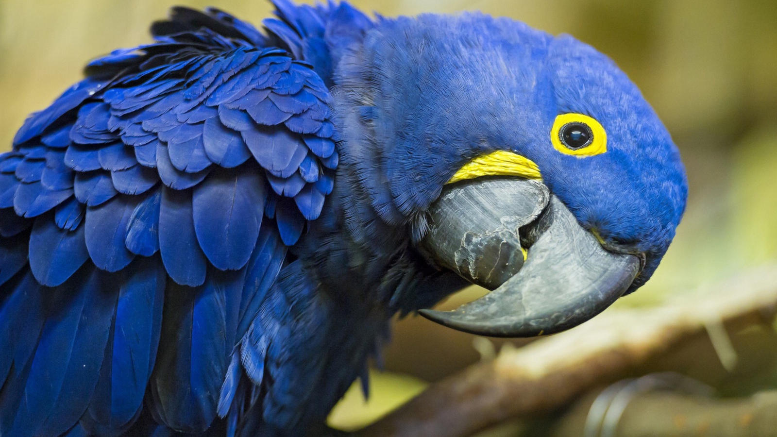 Hyacinth Macaw screenshot #1 1600x900