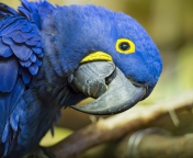 Hyacinth Macaw screenshot #1 176x144