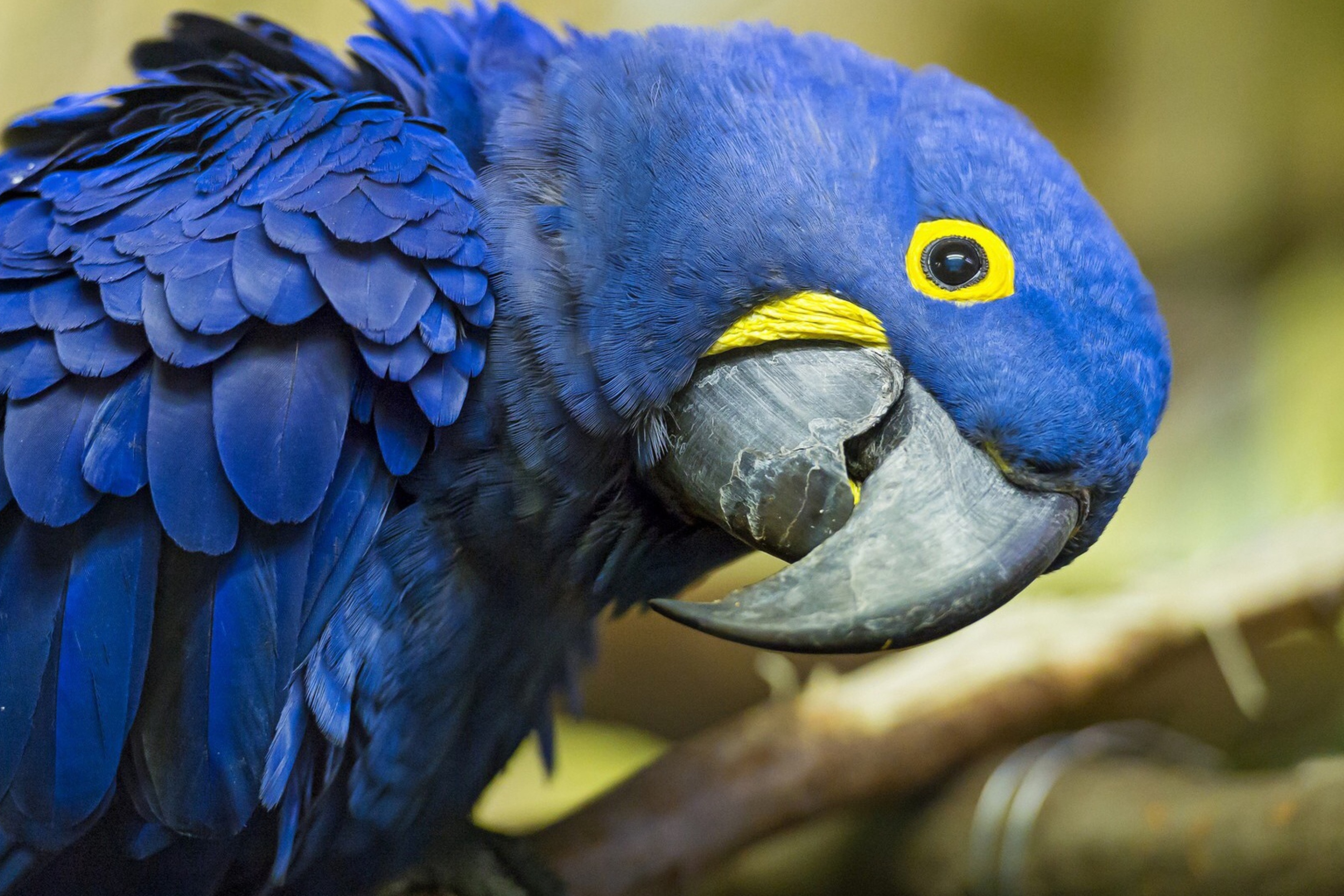 Fondo de pantalla Hyacinth Macaw 2880x1920