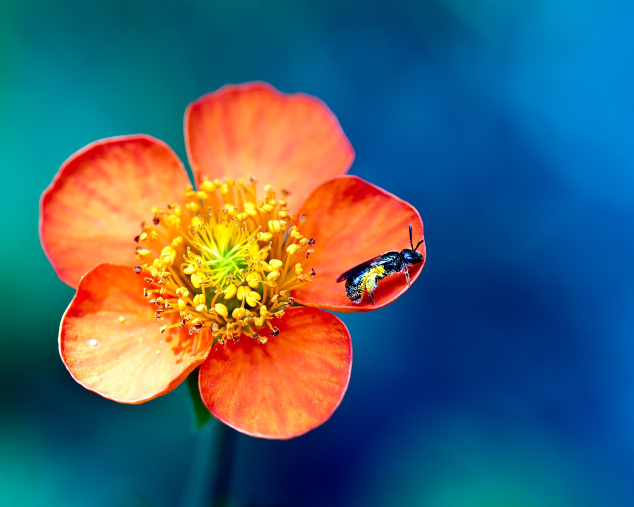 Sfondi Bee On Orange Petals 1280x1024