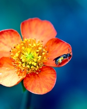 Fondo de pantalla Bee On Orange Petals 176x220
