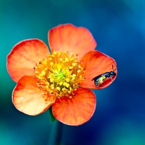 Обои Bee On Orange Petals 208x208