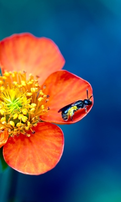 Обои Bee On Orange Petals 240x400