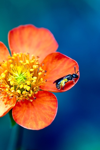 Bee On Orange Petals wallpaper 320x480