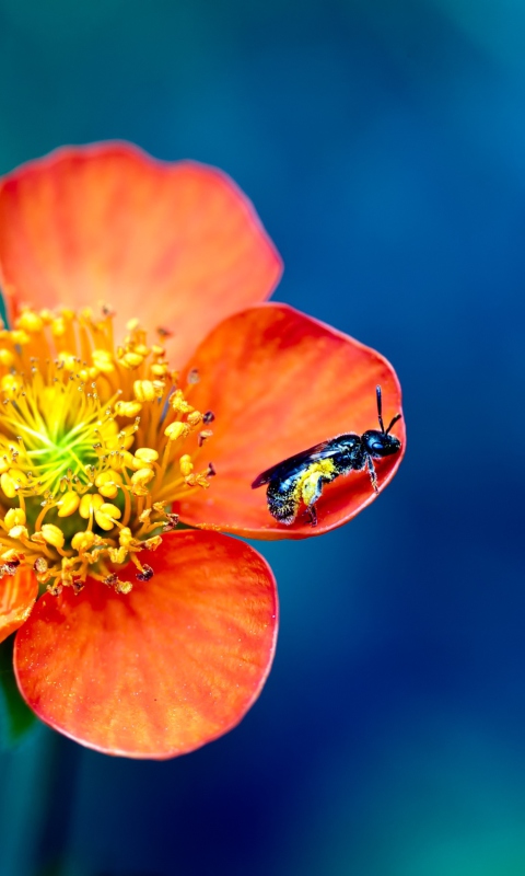 Обои Bee On Orange Petals 480x800