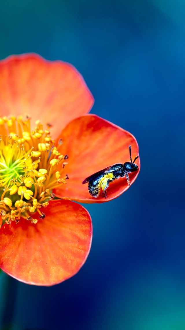 Bee On Orange Petals wallpaper 640x1136