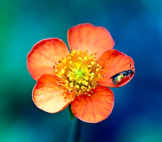 Bee On Orange Petals - Obrázkek zdarma pro iPad