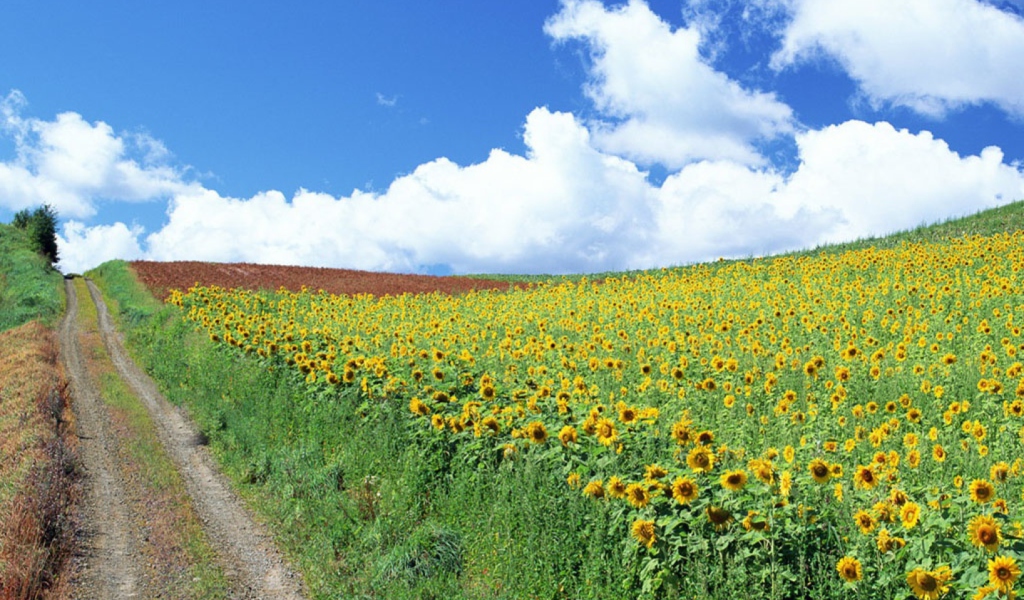 Das Field Of Sunflowers Wallpaper 1024x600
