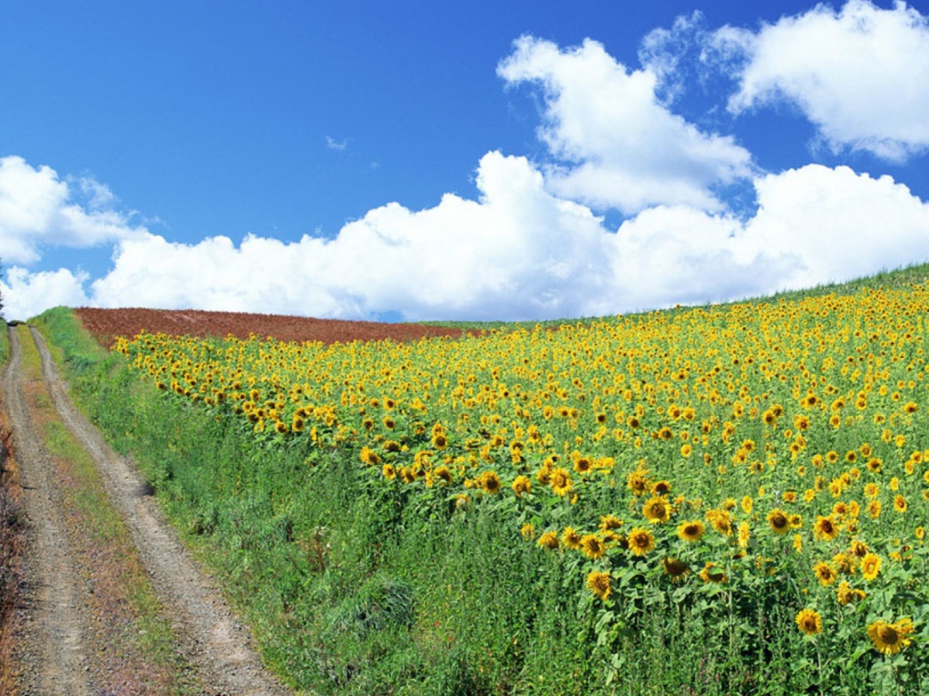 Sfondi Field Of Sunflowers 1024x768