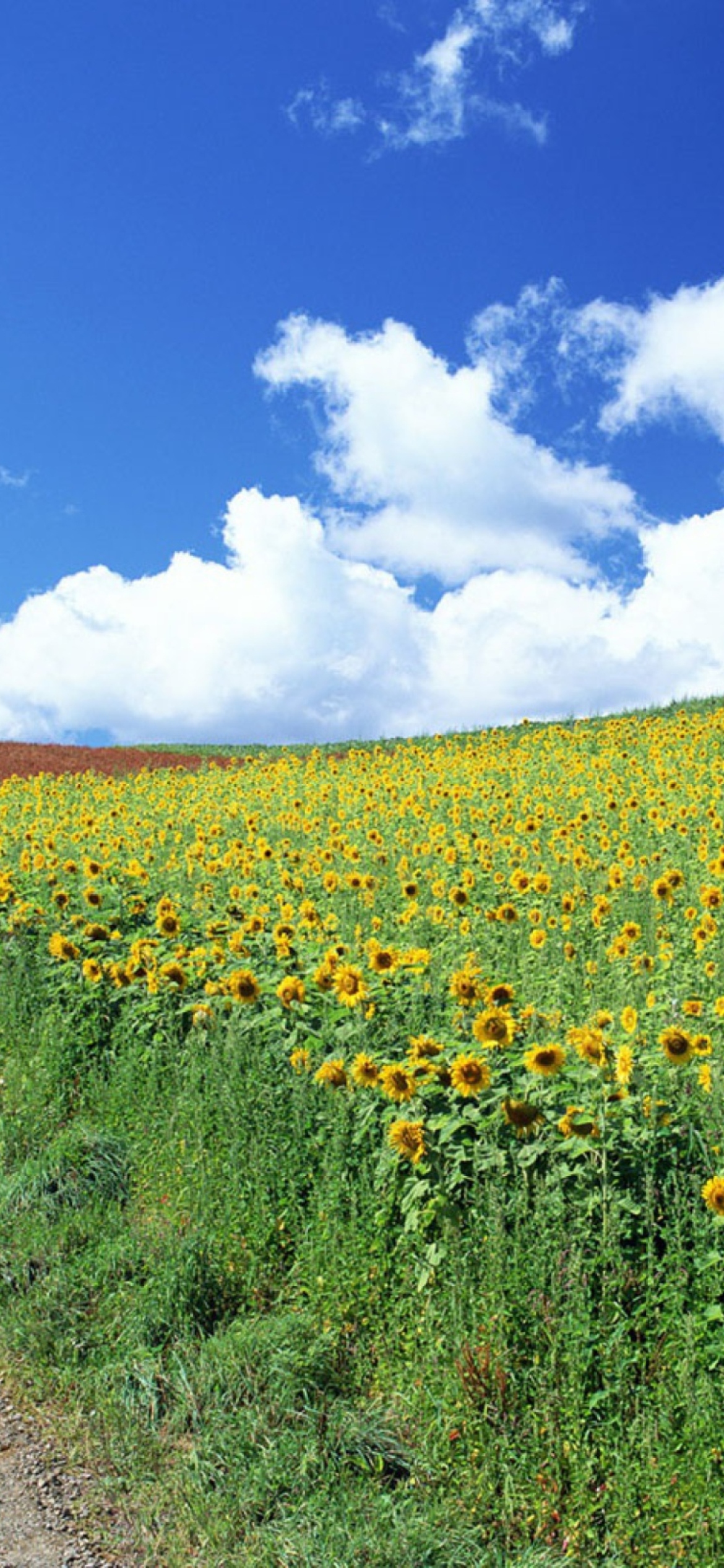 Das Field Of Sunflowers Wallpaper 1170x2532