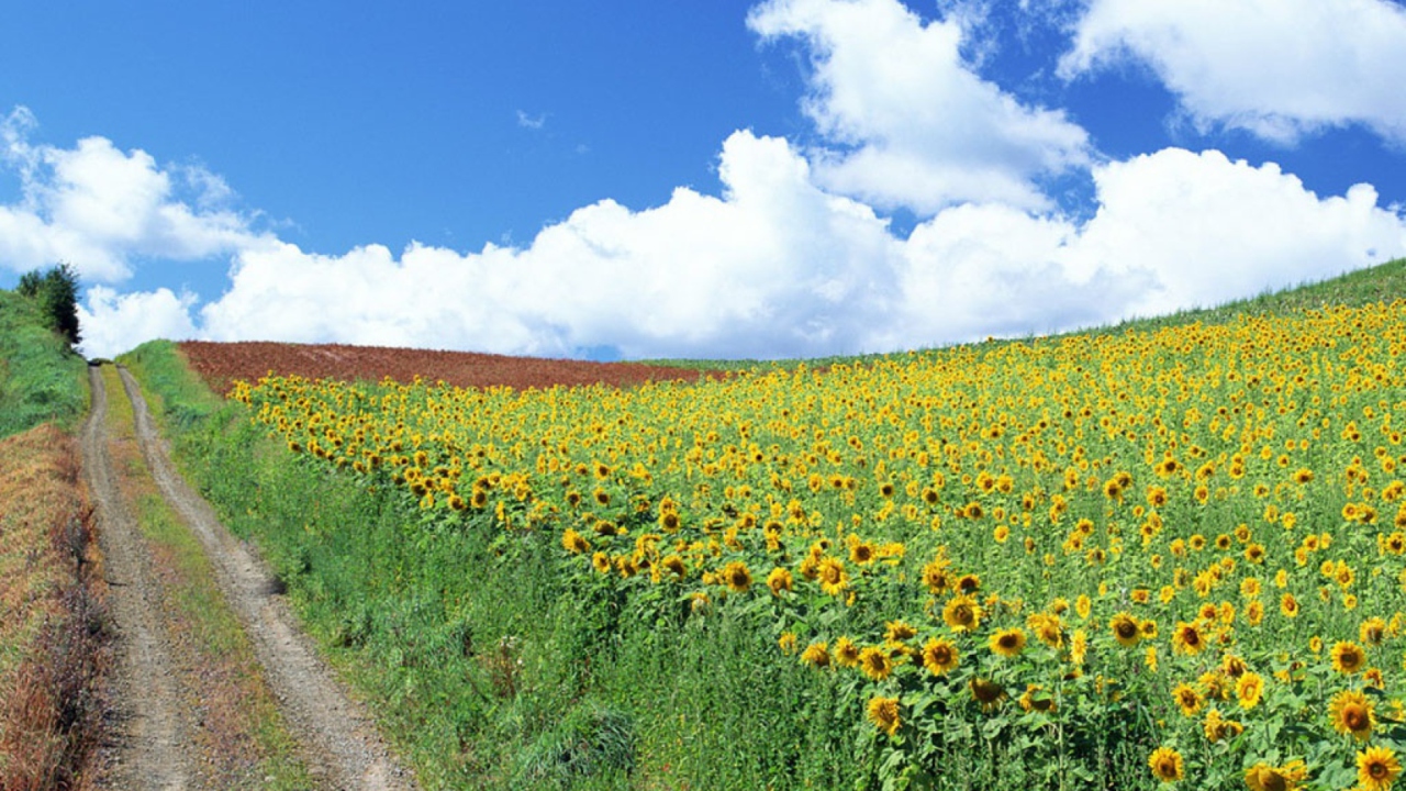 Sfondi Field Of Sunflowers 1280x720