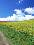 Обои Field Of Sunflowers 132x176