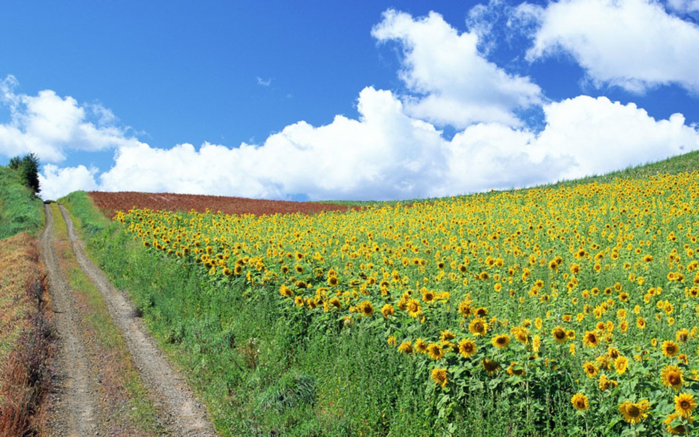 Field Of Sunflowers wallpaper 1440x900