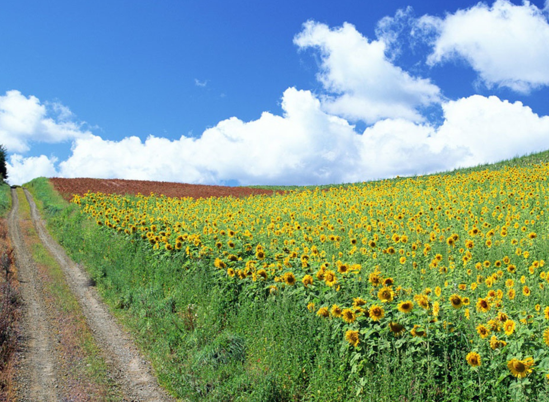 Sfondi Field Of Sunflowers 1920x1408