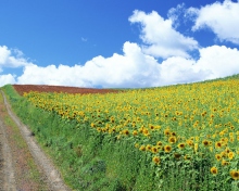 Das Field Of Sunflowers Wallpaper 220x176