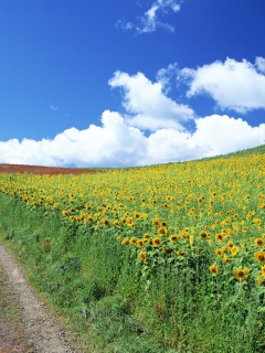 Das Field Of Sunflowers Wallpaper 240x320