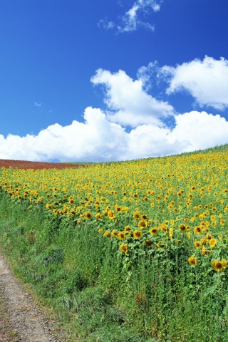 Обои Field Of Sunflowers 320x480