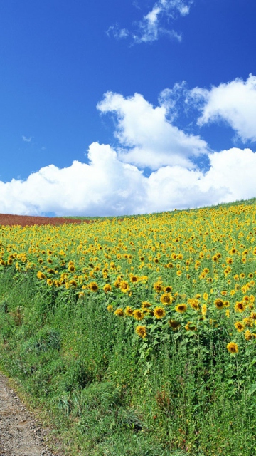 Field Of Sunflowers wallpaper 360x640