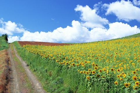 Screenshot №1 pro téma Field Of Sunflowers 480x320