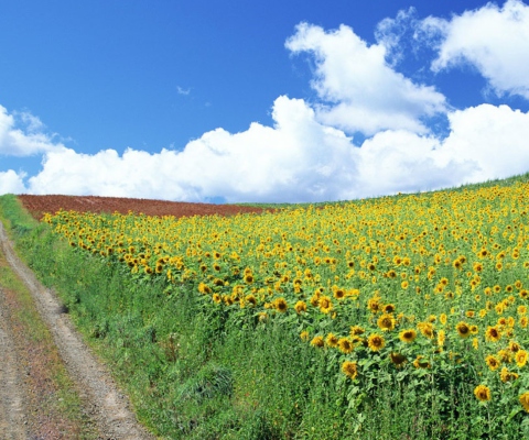 Sfondi Field Of Sunflowers 480x400